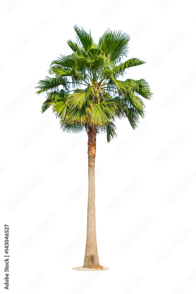 Naklejka premium Palm tree isolated on white background. Clipping path included