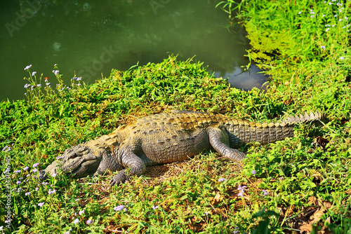 Crocodile on a river bank. Chitwan National Park. Nepal