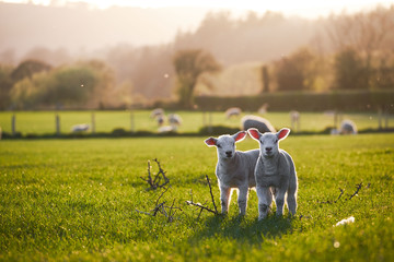 Ingelijste posters Schaap Lentelammetjes in Brecon Beacons zonneschijn  © andreac77