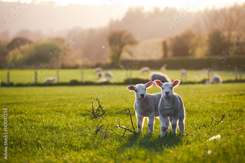 Stampa su tela spring Lambs in countryside in the sunshine, brecon beacons national park