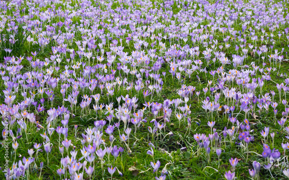field full of purple crosus flowers, spring and Easter scenery