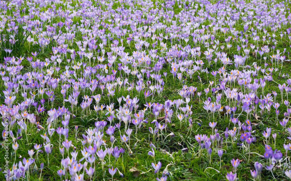 field full of purple crosus flowers, spring and Easter scenery field full of purple crosus flowers, spring and Easter scenery