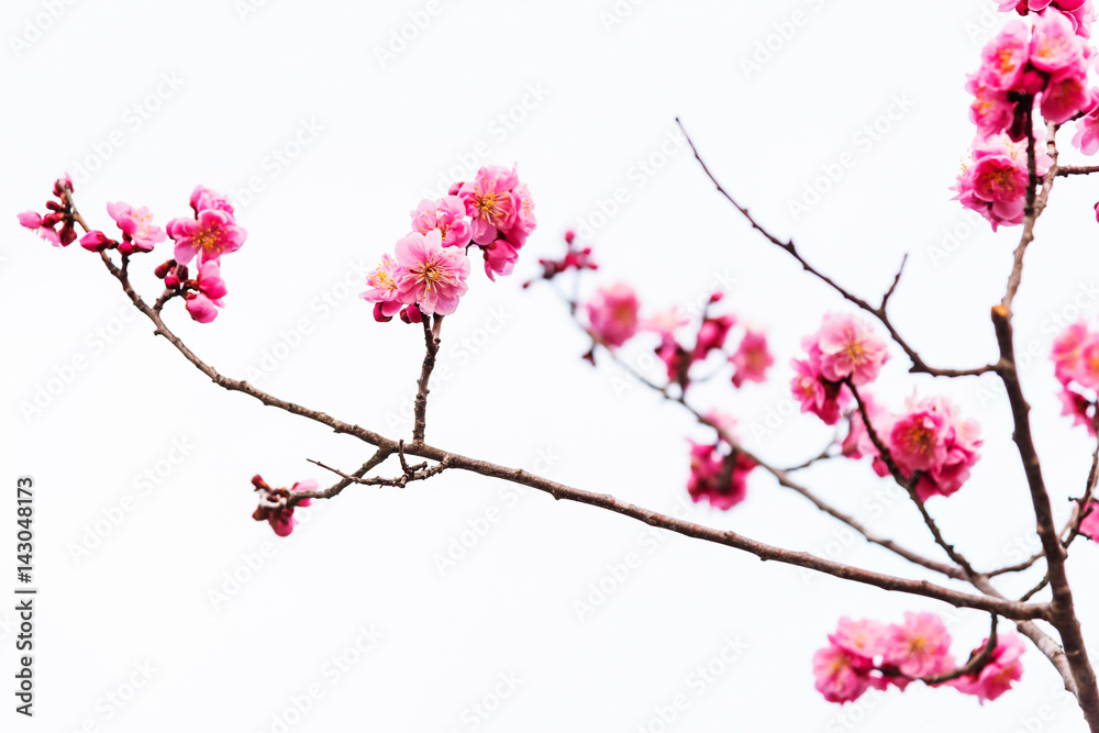 Naklejka premium pink sakura cherry blossom isolated