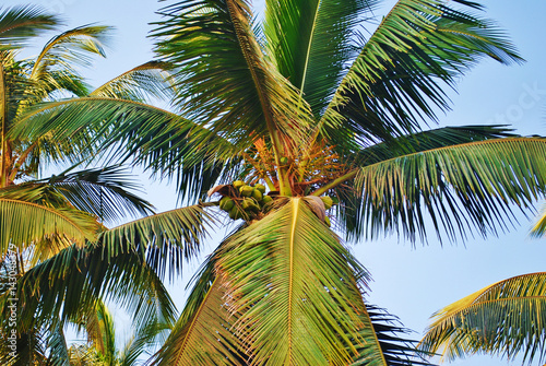 Coconuts and palm tree