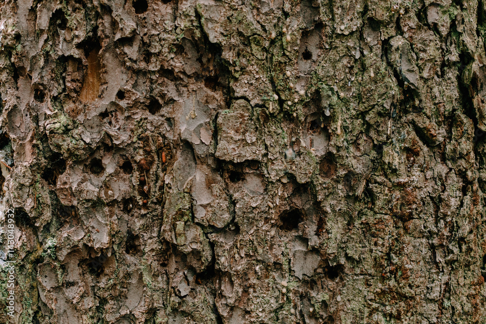 the bark of the tree in the Carpathian forests the bark of the tree in the Carpathian forests