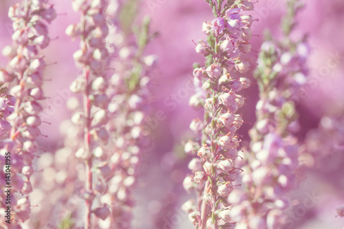 Fototapeta Naklejka Na Ścianę i Meble -  heather blossoms close up blurred background