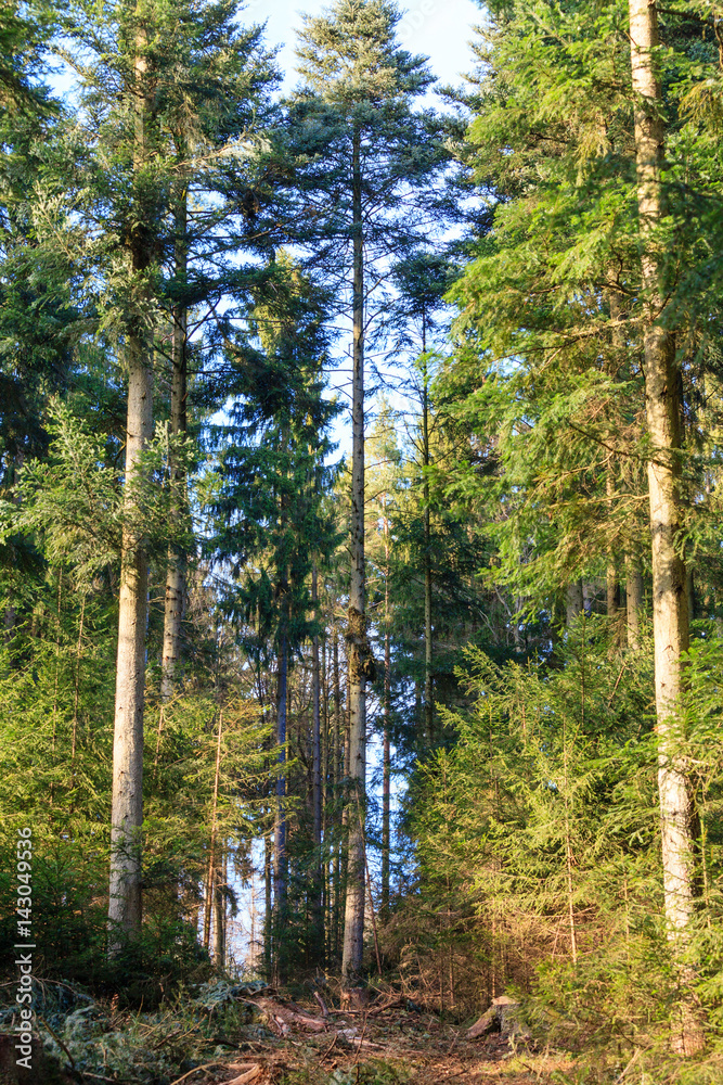 Obraz premium Odenwald forest at spring