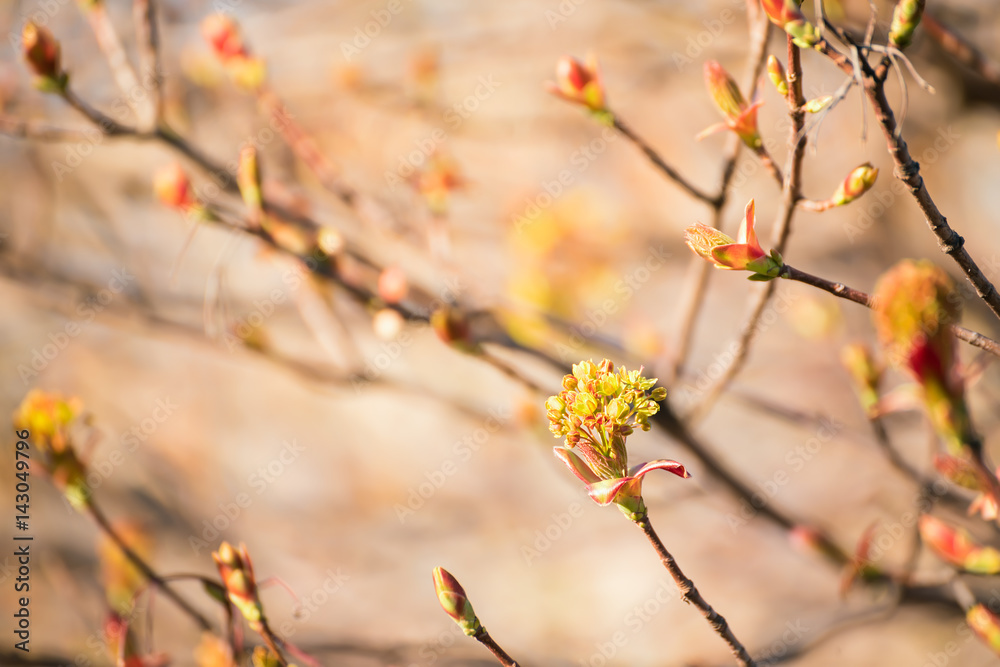 Bloom of maple in the spring. Inflorescence on the branches close up. A gentle natural view of the spring park, garden.
Bloom of maple in the spring. Inflorescence on the branches close up. A gentle natural view of the spring park, garden.