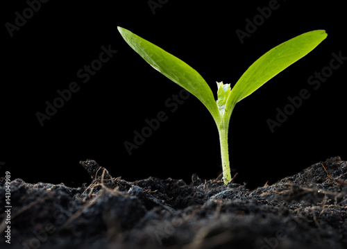 New plant growing out of soil,isolated on black background with path,agriculture