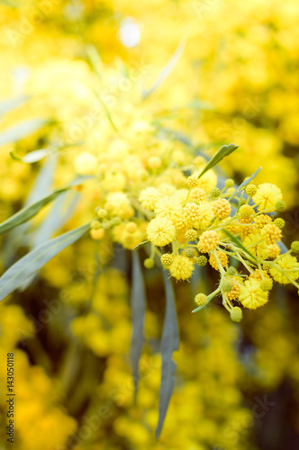 Close up on natural branches of mimosa flower fresh yellow background