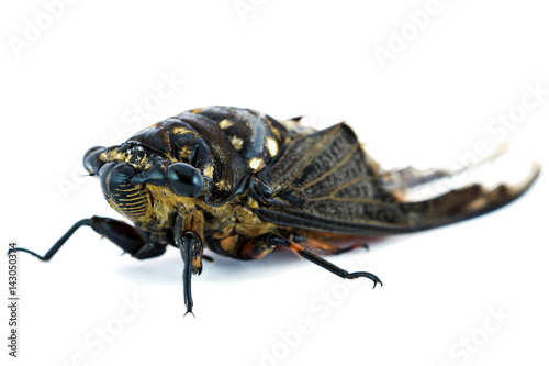 cicada insect