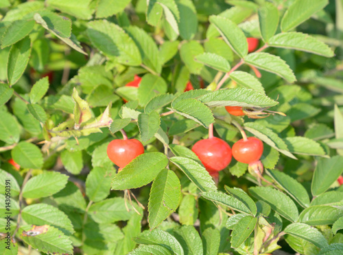 Fruits on wild rose branches.