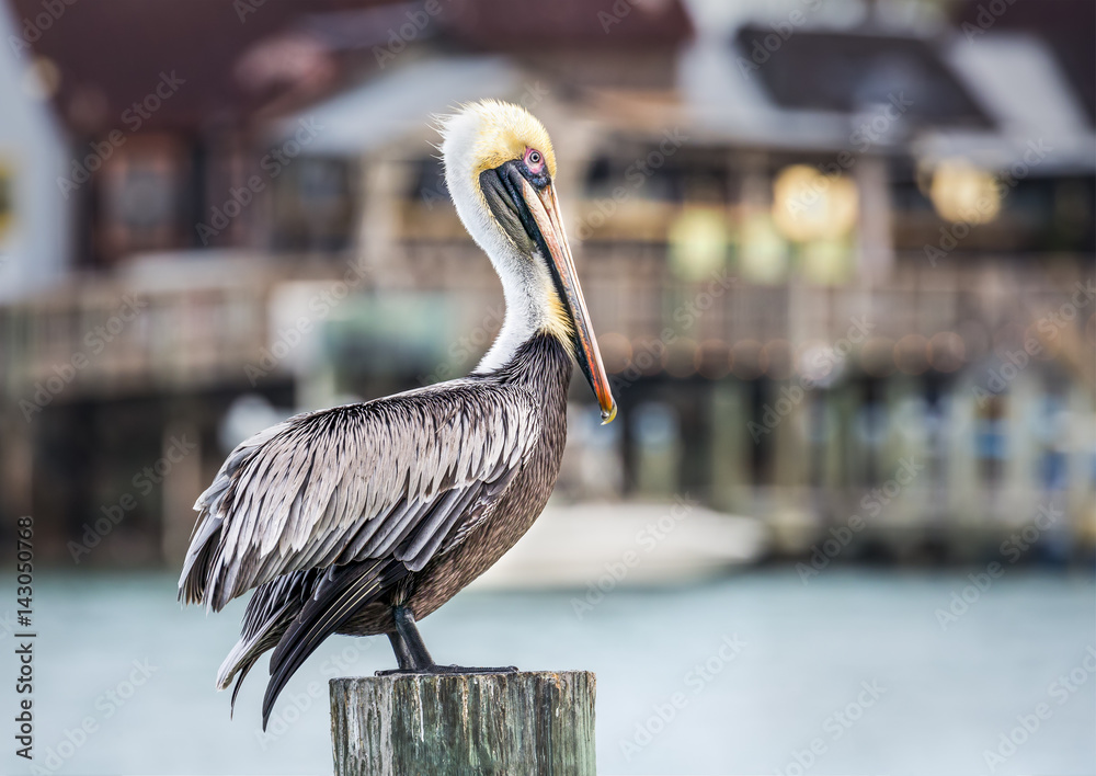 Fototapeta premium Harbor Pelican - Johns Pass Florida