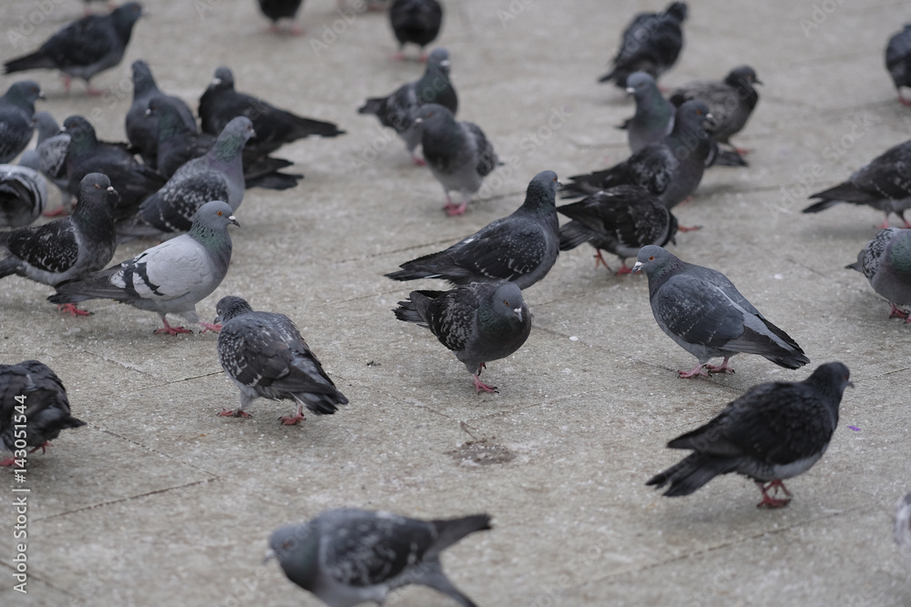 Fototapeta premium Group of pigeons