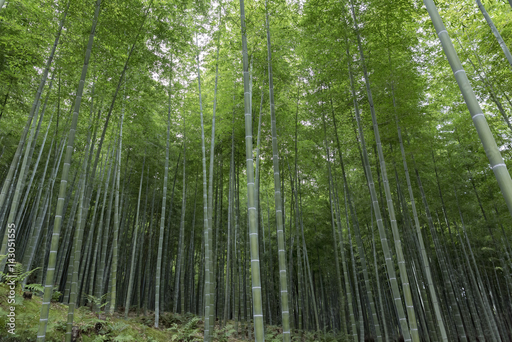 Fototapeta premium Bamboo trees