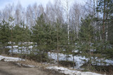 Landscape with the image of spring forest