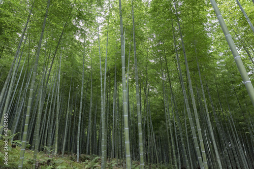 Bamboo trees