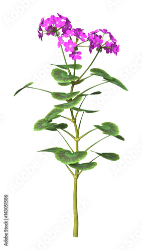 Fototapeta Naklejka Na Ścianę i Meble -  3D Rendering Purple Geranium on White