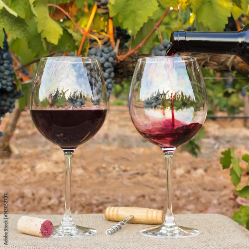 Red wine poured into glasses at vineyard on harvest