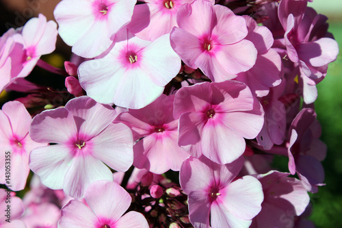 Close up shot of fresh pink flowers in the rays of sun. Beautiful spring background with purple phloxes in full bloom.