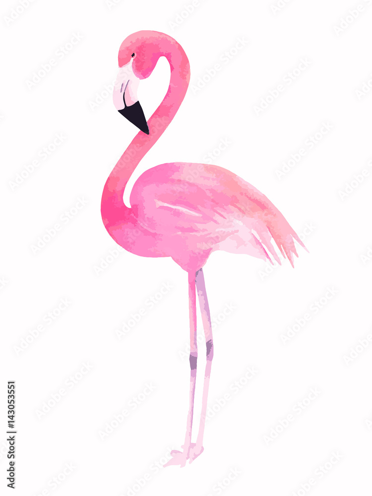 Obraz premium Akwarela różowy Flaming. Ilustracji wektorowych
