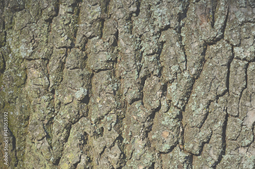 Wood Texture.Old Wood Wooden Background Wallpaper and. Tree bark texture. The bark of the oak tree photographed close up. Tree bark with moss.