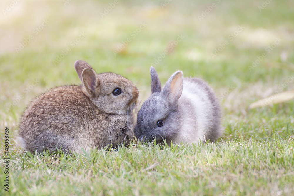 New born rabbit or cute bunny on green grass. New born rabbit or cute bunny on green grass.