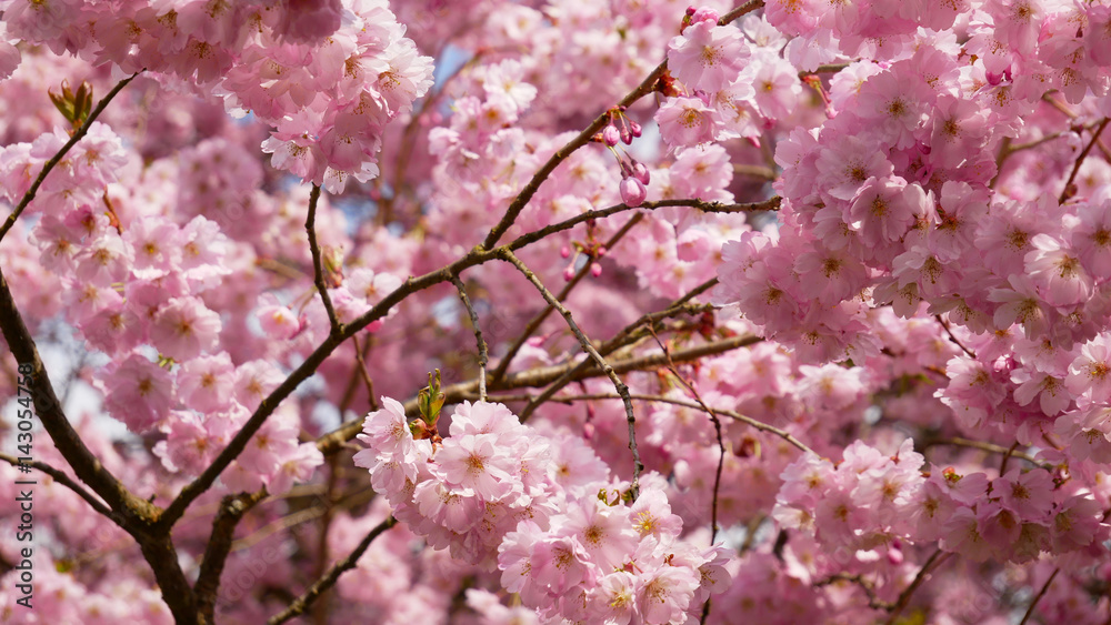 Obraz premium Wildkirschen Blüten