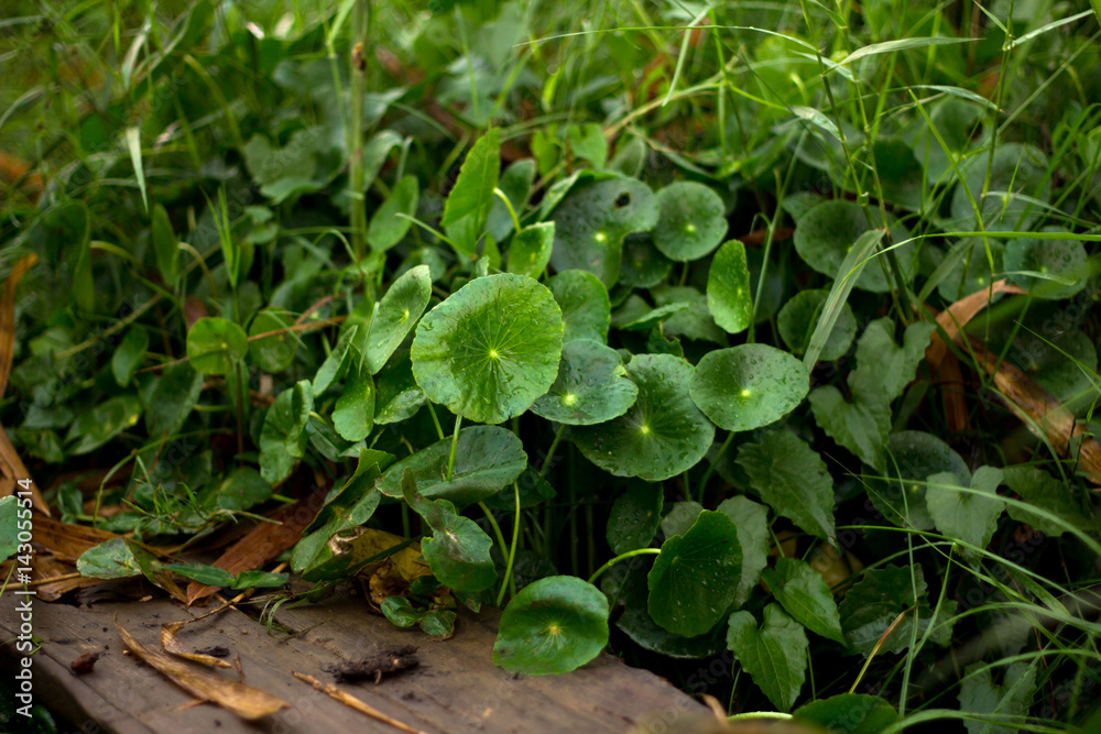 Heart shape of green Asiatic Pennywort (Centella asiatica),healthy food against. Heart shape of green Asiatic Pennywort (Centella asiatica),healthy food against.