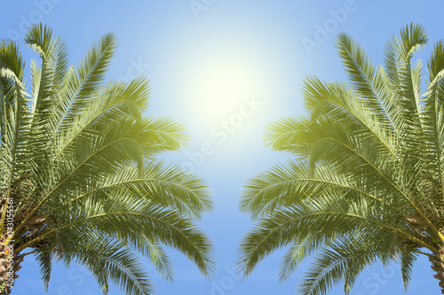 Palmen und Sonne