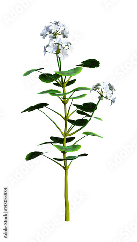 Fototapeta Naklejka Na Ścianę i Meble -  3D Rendering White Geranium Flowers on White