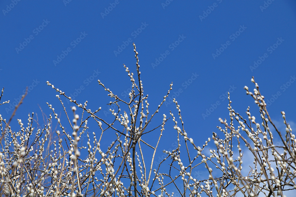 A large number of tree branches with a young flowering willow on a blue sky background in clear spring weather.