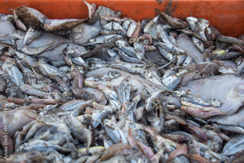 A lot of small fish in baskets at the port of Thailand in the early morning