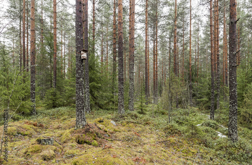Fototapeta Naklejka Na Ścianę i Meble -  Birdhouse in the pine forest