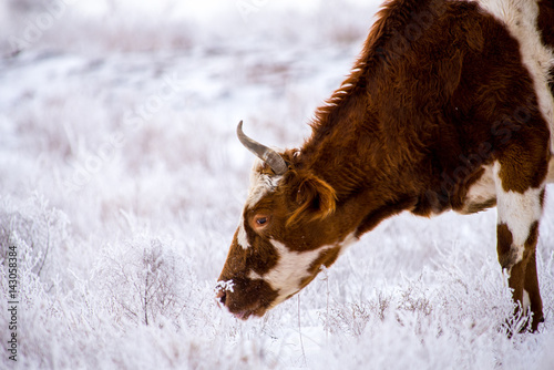 Cow grazing in steppes in winter despite a snow