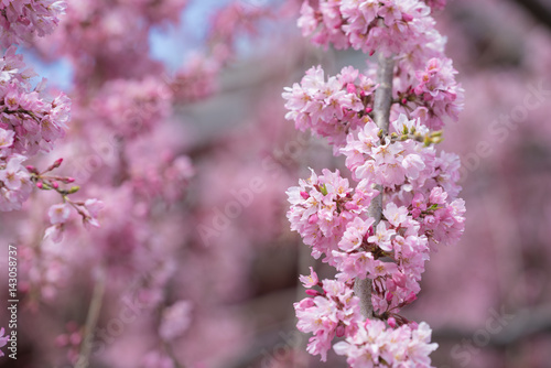 Soft focus Beautiful pink cherry blossom, Sakura flower at full bloom in Japan © sutthinon602
