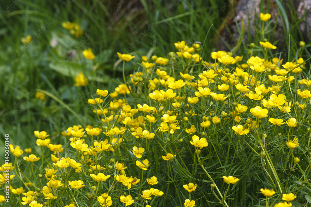 Flowering Goldilocks Buttercup Flowering Goldilocks Buttercup