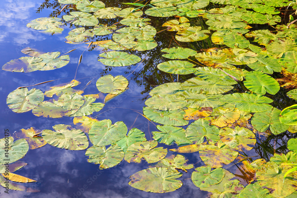 Waterlily leaves