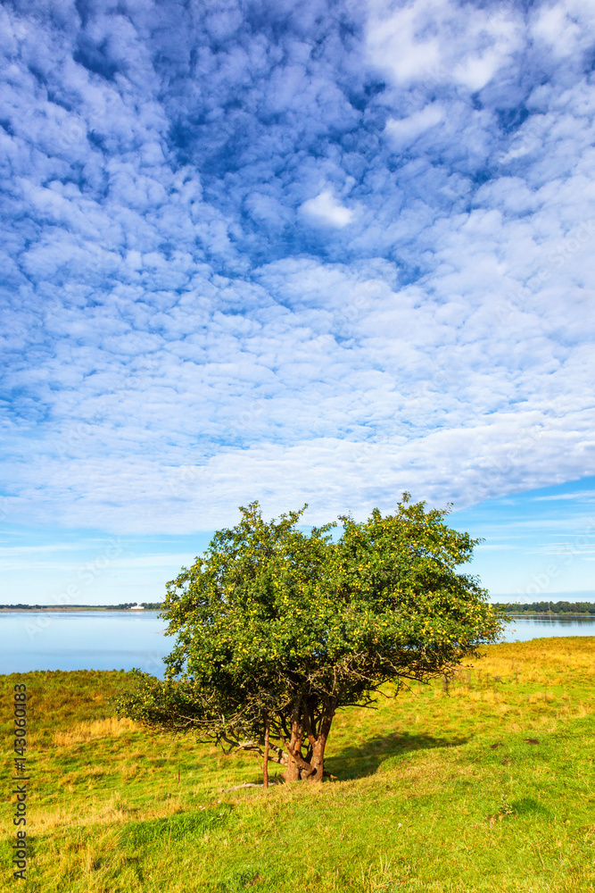 Fototapeta premium Apple tree