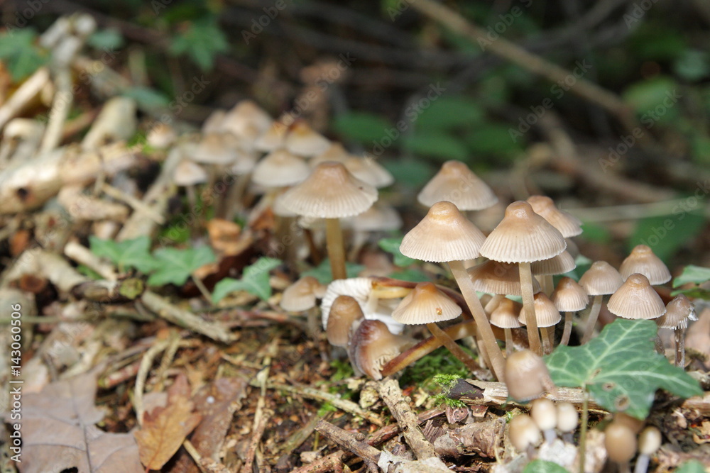 Mycène champignons, Mycena Mycène champignons, Mycena
