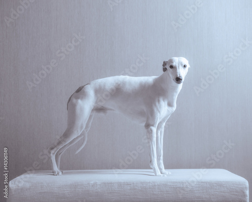White whippet dog stays on the white sofa on gray background