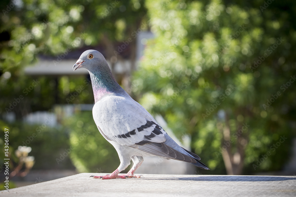 speed racing pigeon bird perching on home loft against green blur background speed racing pigeon bird perching on home loft against green blur background