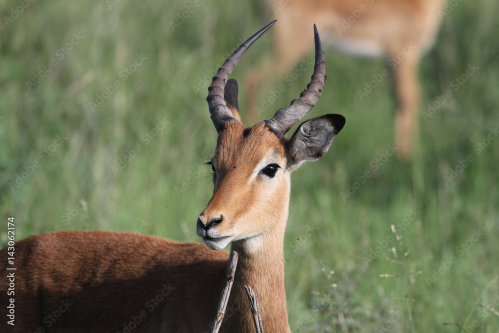 Naklejka premium Impala