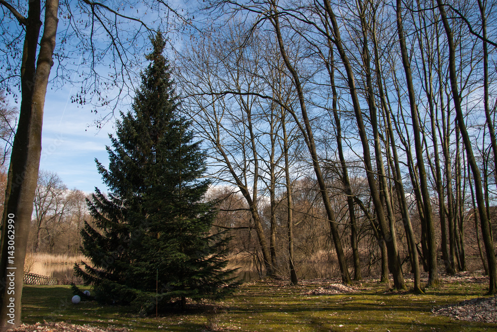 Tannenbaum Nadelbau im Wald Stock Photo Adobe Stock