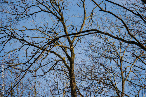 Bäume Äste Zweige vor Blauem Himmel