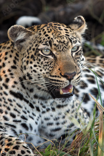 The African leopard  Panthera pardus pardus   female portrait