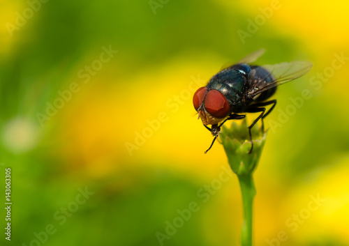 Fly insect