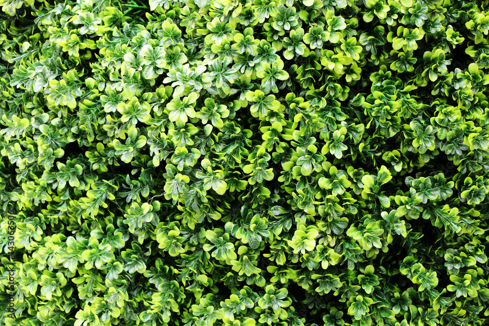 Texture of many small bright green leaves Texture of many small bright green leaves
