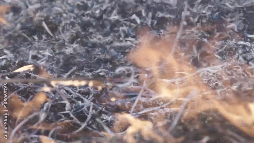 A fire of Dry Grass is in Steppe Fire destroying dry plants in the steppe A fire of Dry Grass is in Steppe Fire destroying dry plants in the steppe