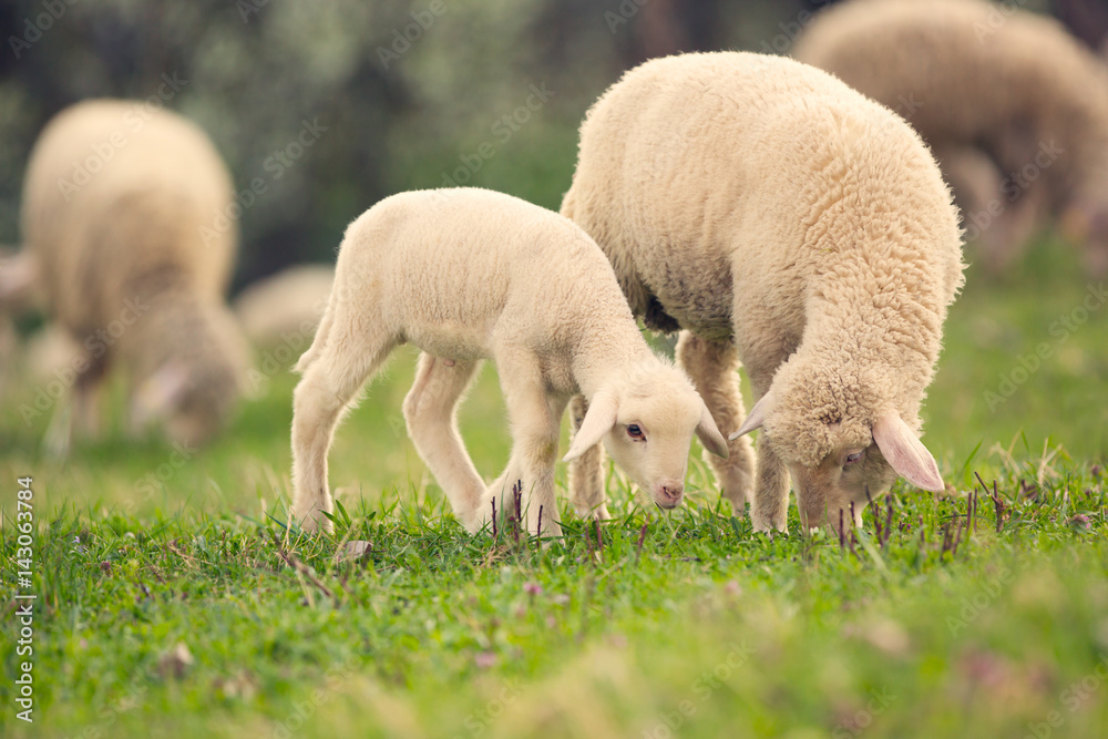 Naklejka premium Sheep and lamb grazing on green meadow